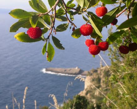 Strawberry trees protected marine Area of Portofino
Punta Chiappa
The Portofino Park Authority
